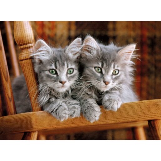 Kittens puzzle 500pcs